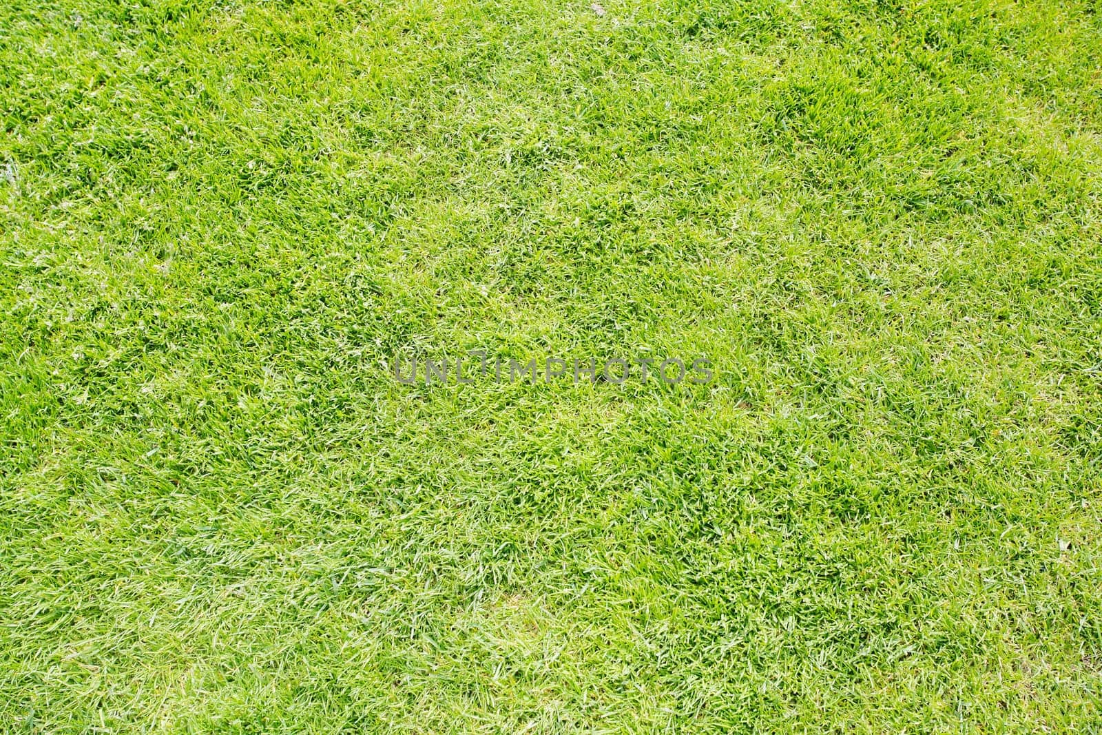 Green grass texture from a field