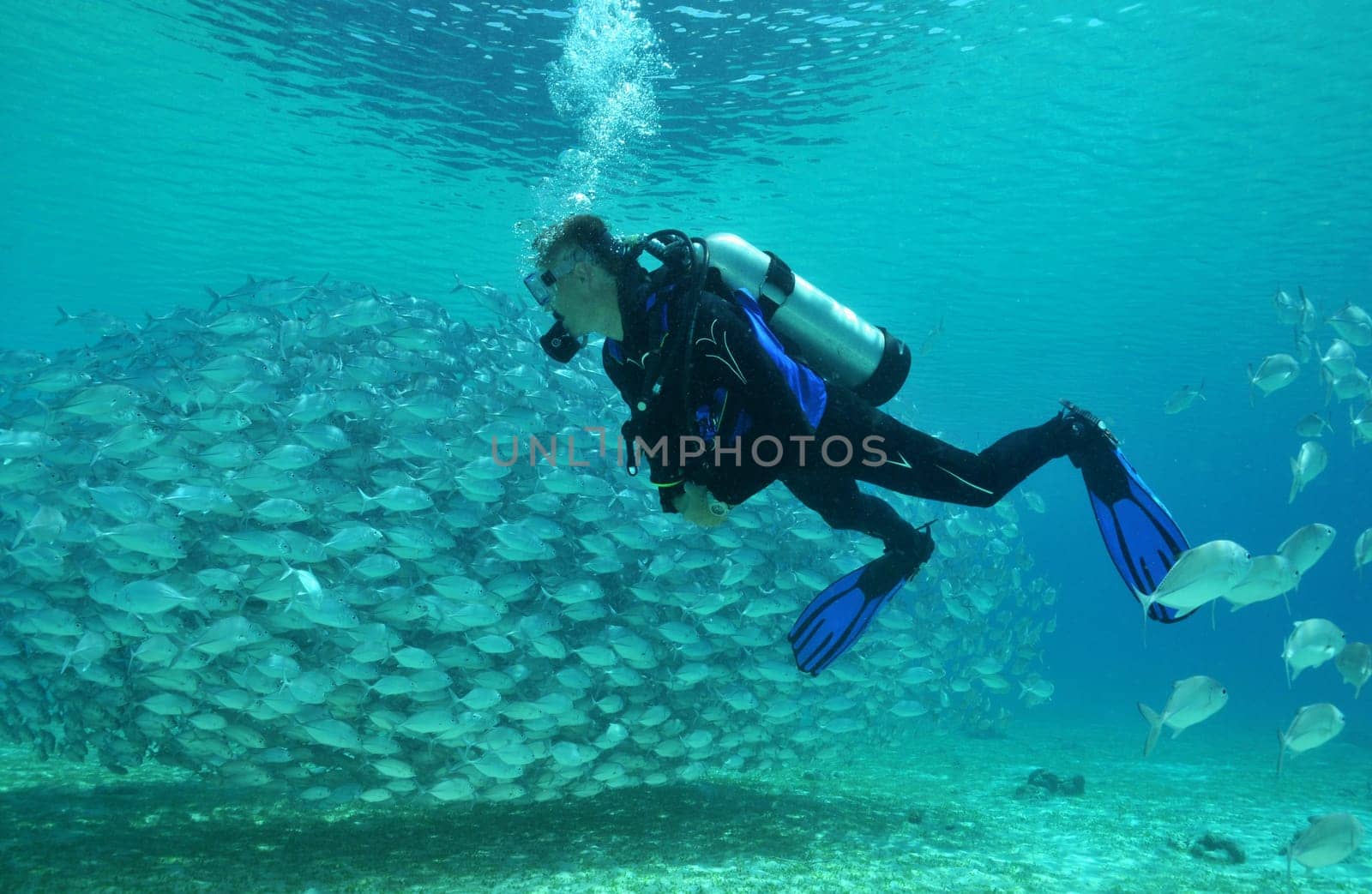 diving at the school of mackerel