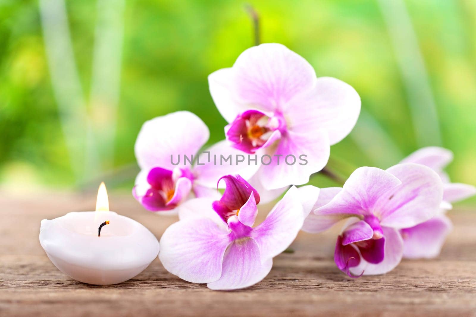 Orchid Blossoms with Candle