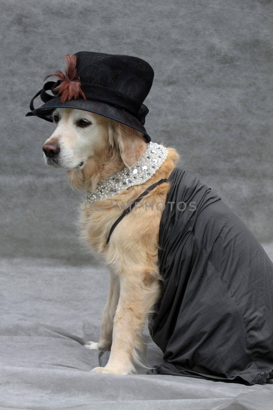 Labrador with lady's hat and necklace