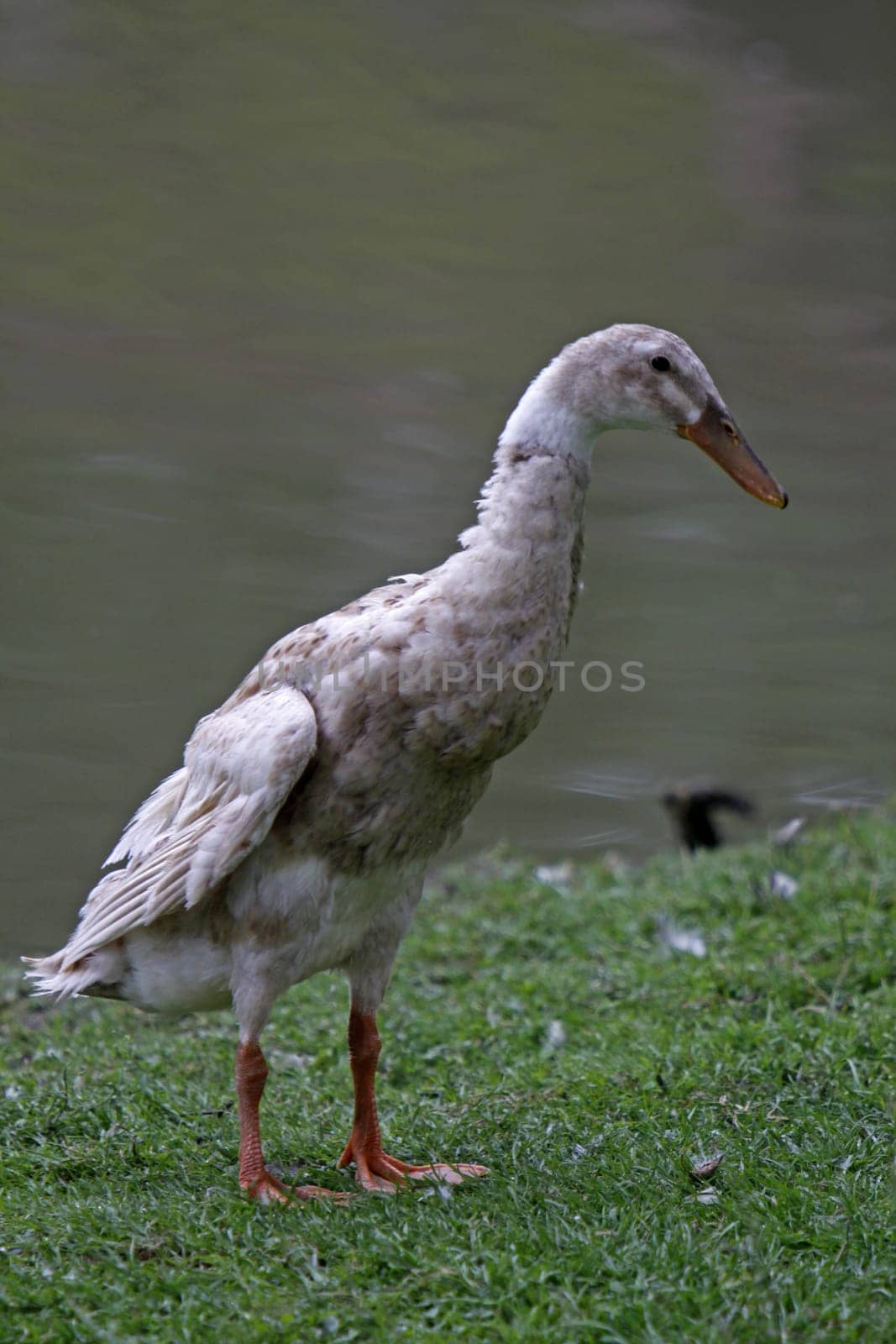 Runner duck