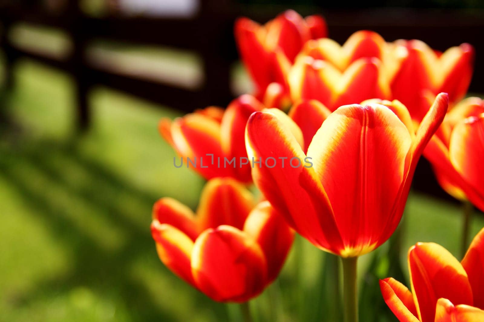 Red tulips in the garden