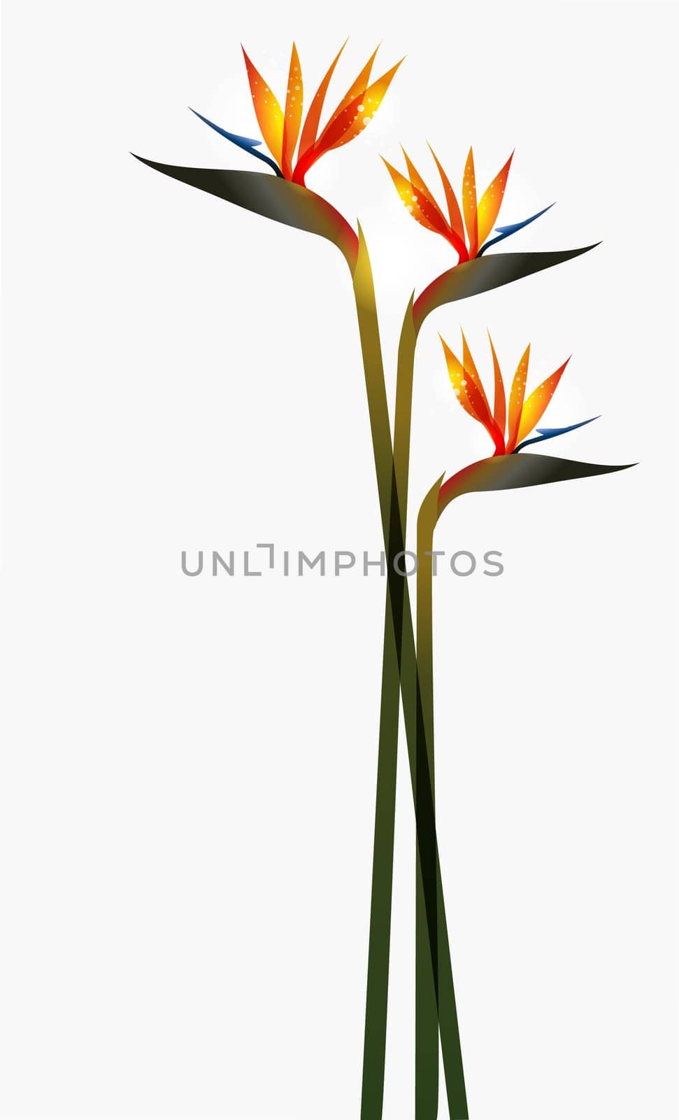 Bird of Paradise transparent flower isolated over white background. EPS10 file version. This illustration contains transparencies and is layered for easy manipulation and custom coloring