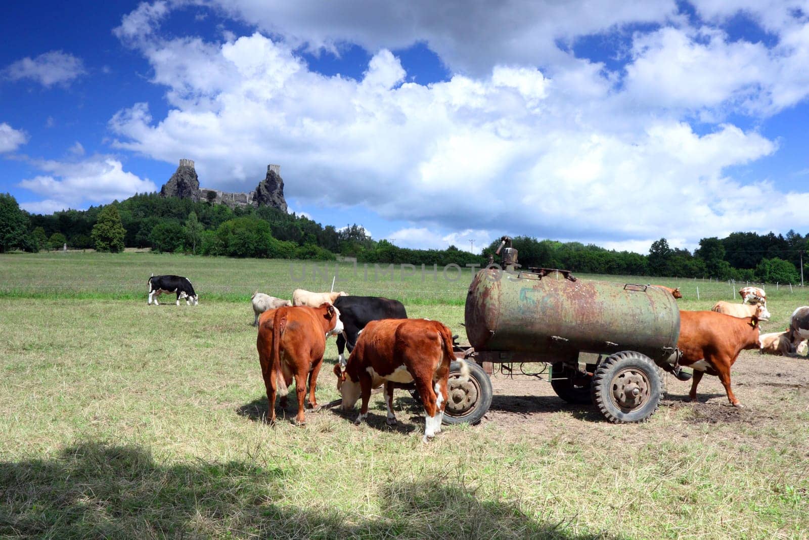 Czech Republic - stronghold Trosky in Cesky raj (Czech paradise) with cows