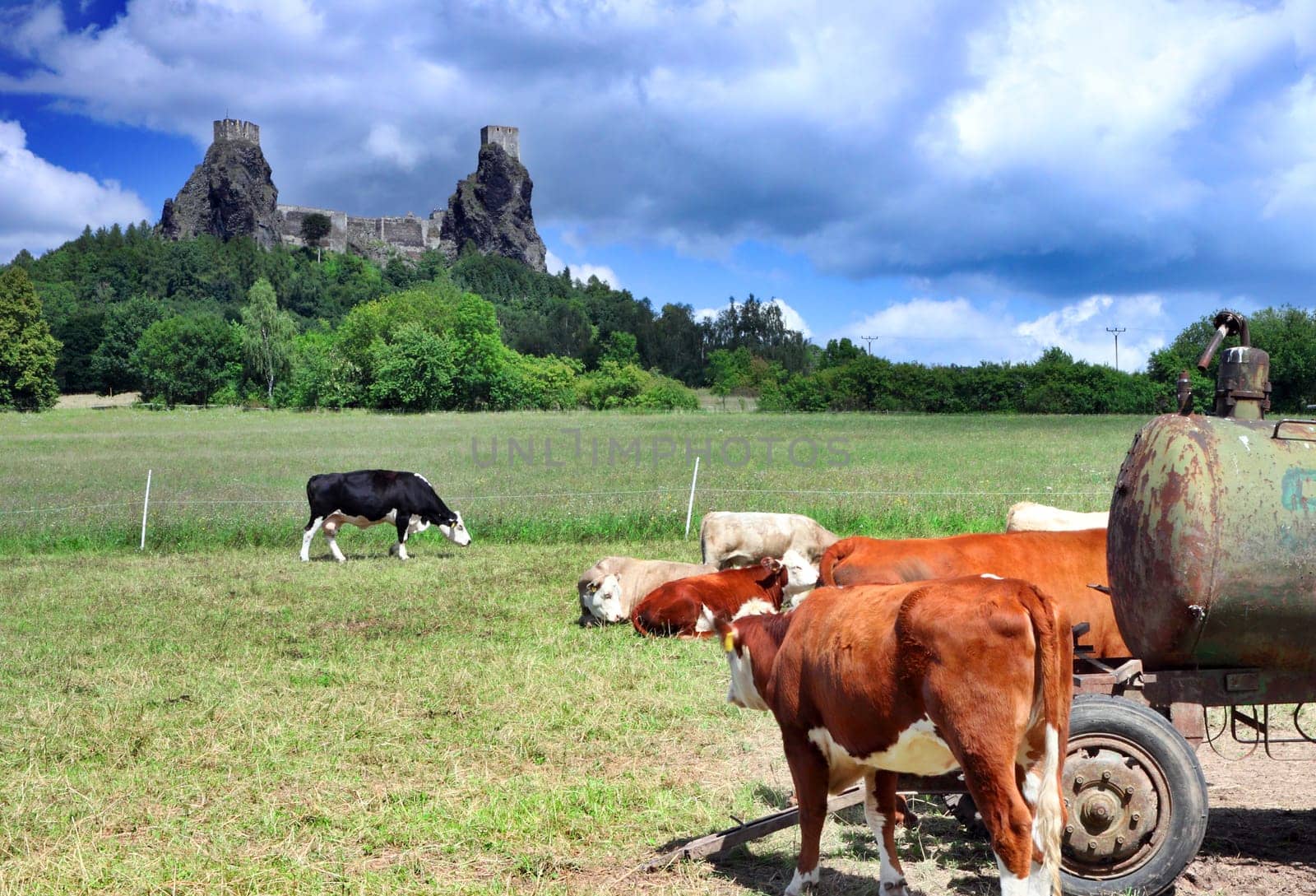 Czech Republic - stronghold Trosky in Cesky raj (Czech paradise) with cows
