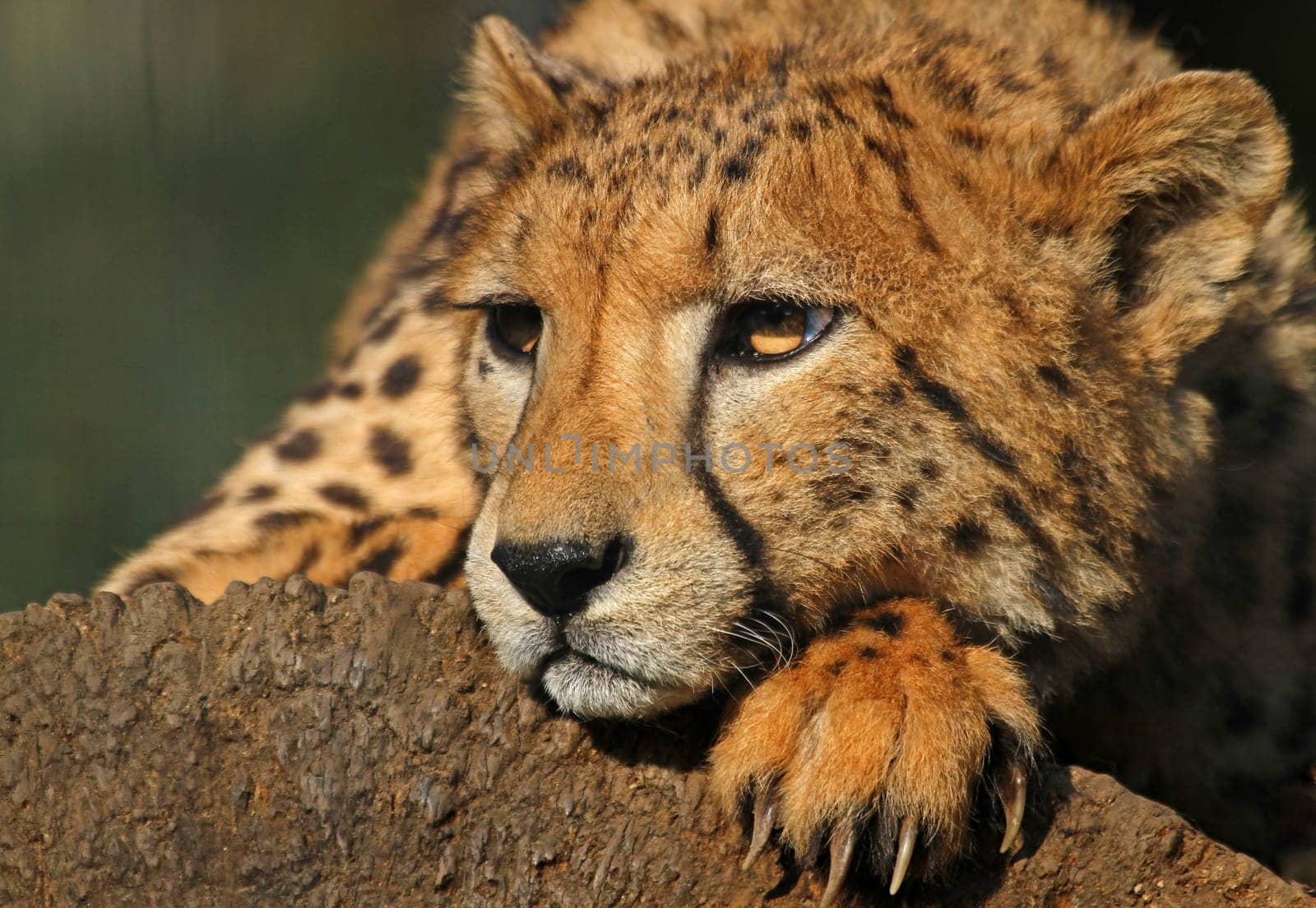 On the lookout