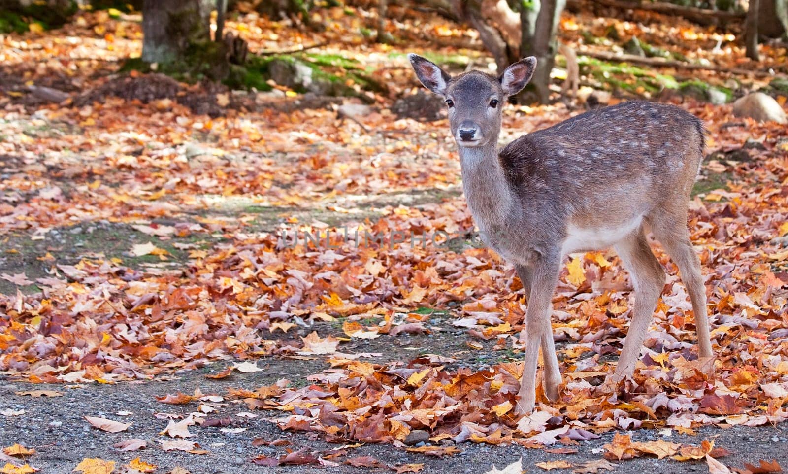 A fallow deer is looking at the camera.