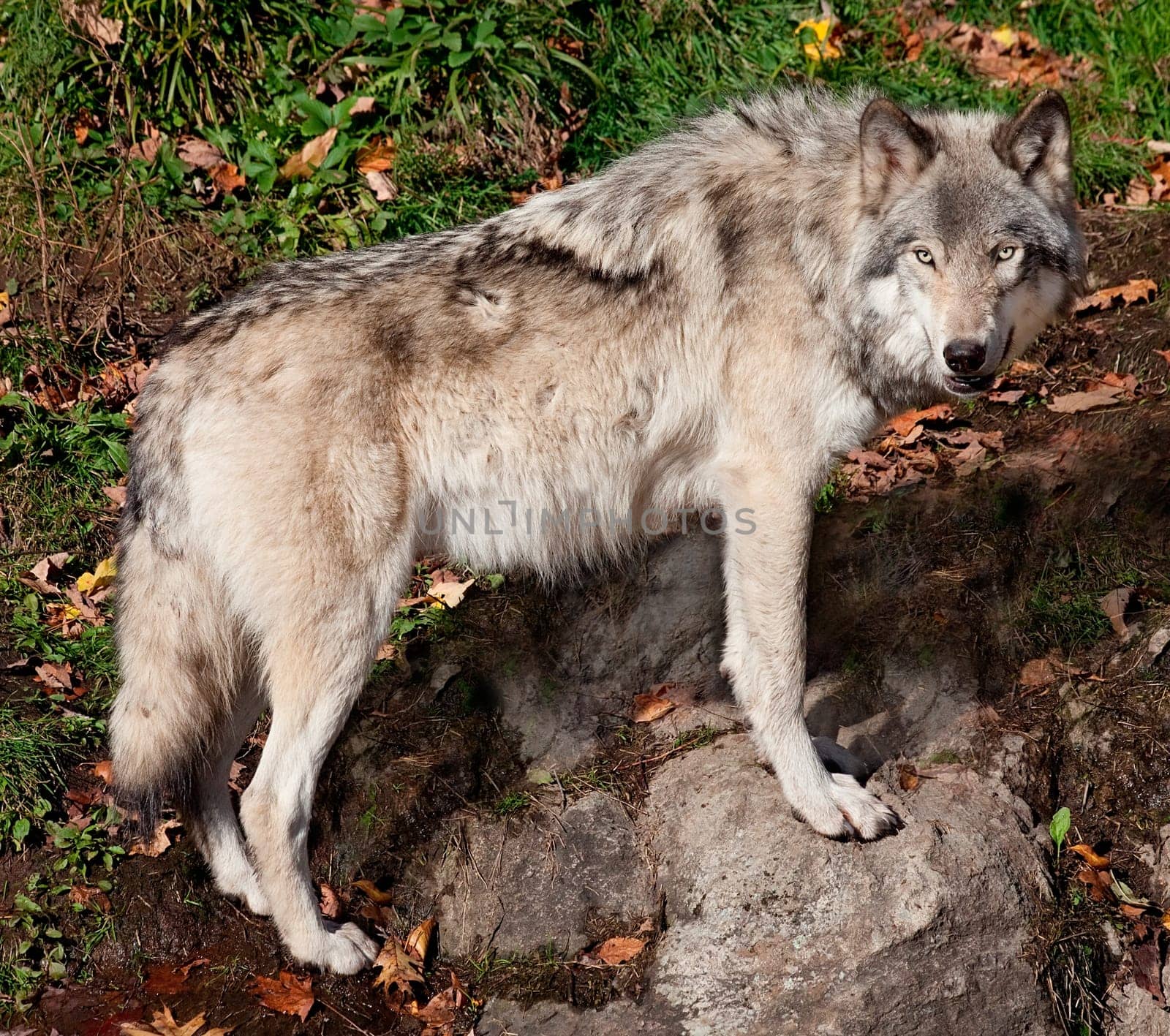 A gray wolf is standing and looking at the camera