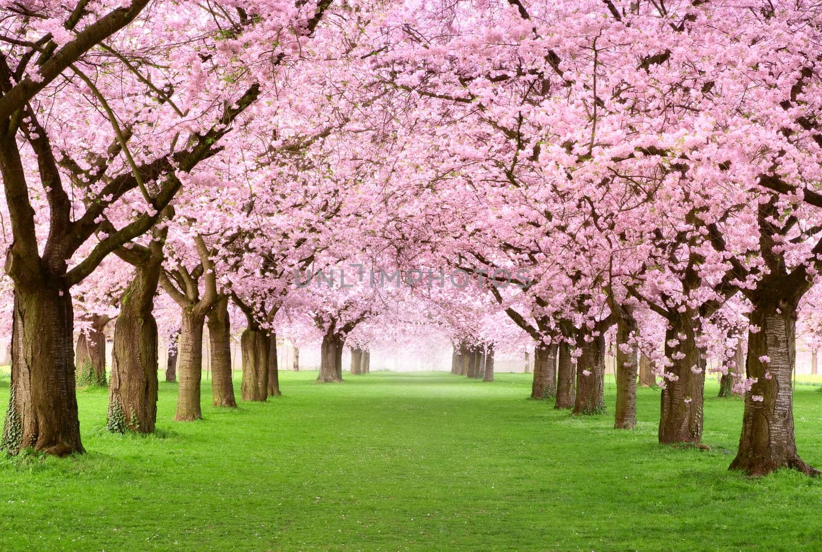 Paradisiacal park avenue with densely blooming cherry trees on green lawn