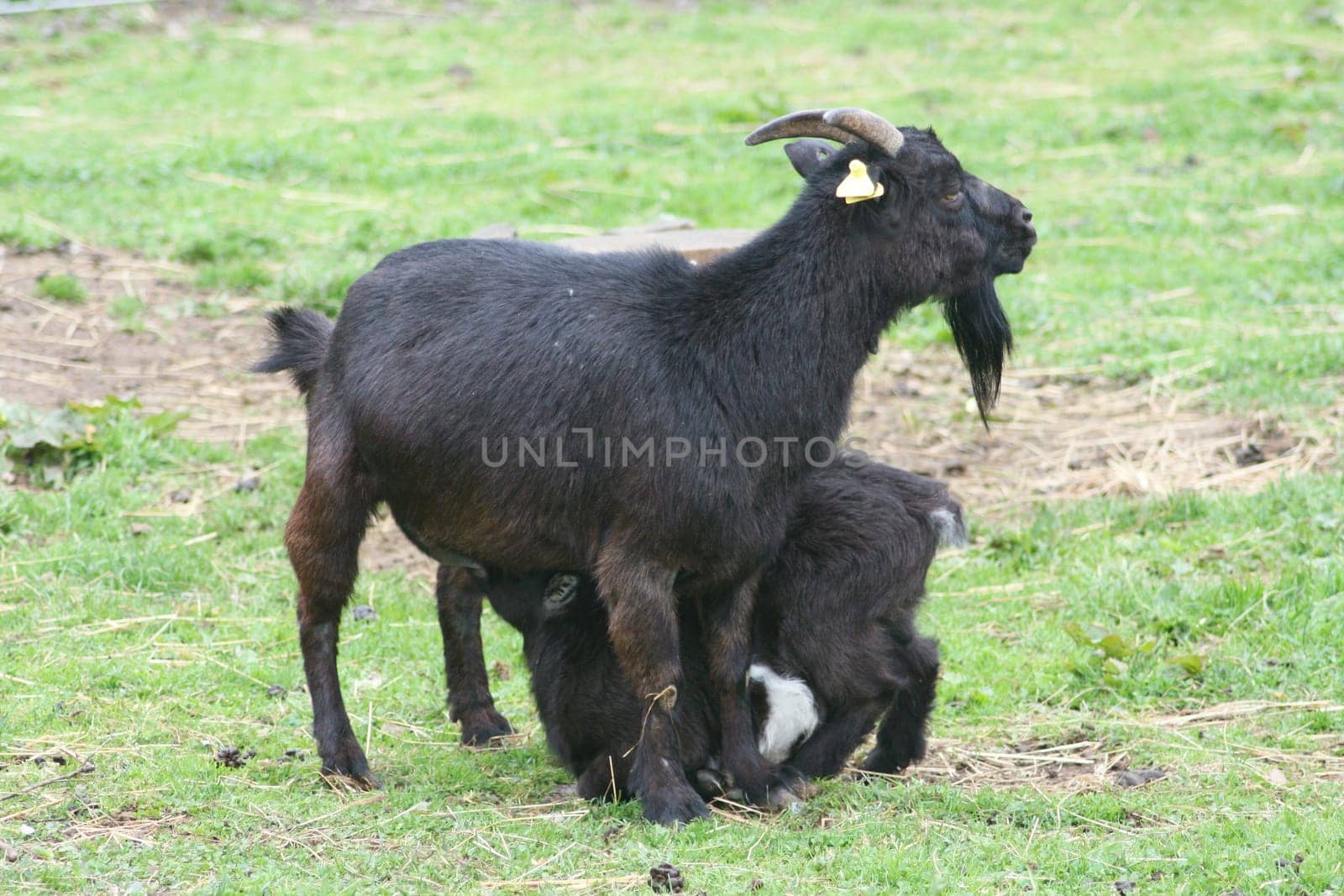 Black dwarf goats,a mother with a young animal