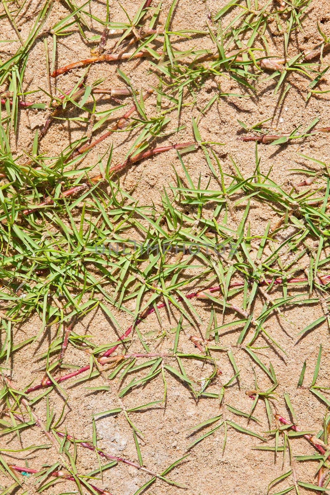 Any orientation generic blade grass on beach sand texture background. Location of this shot was Uttorda Beach, Goa, India