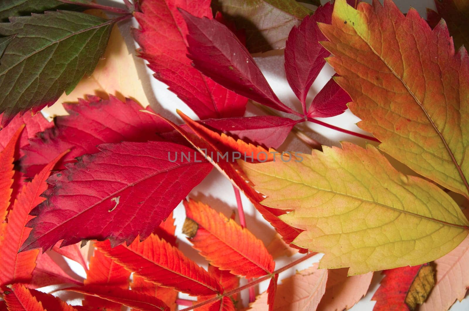 Collection of various red and green leaves/sheets in portrait / vertical
