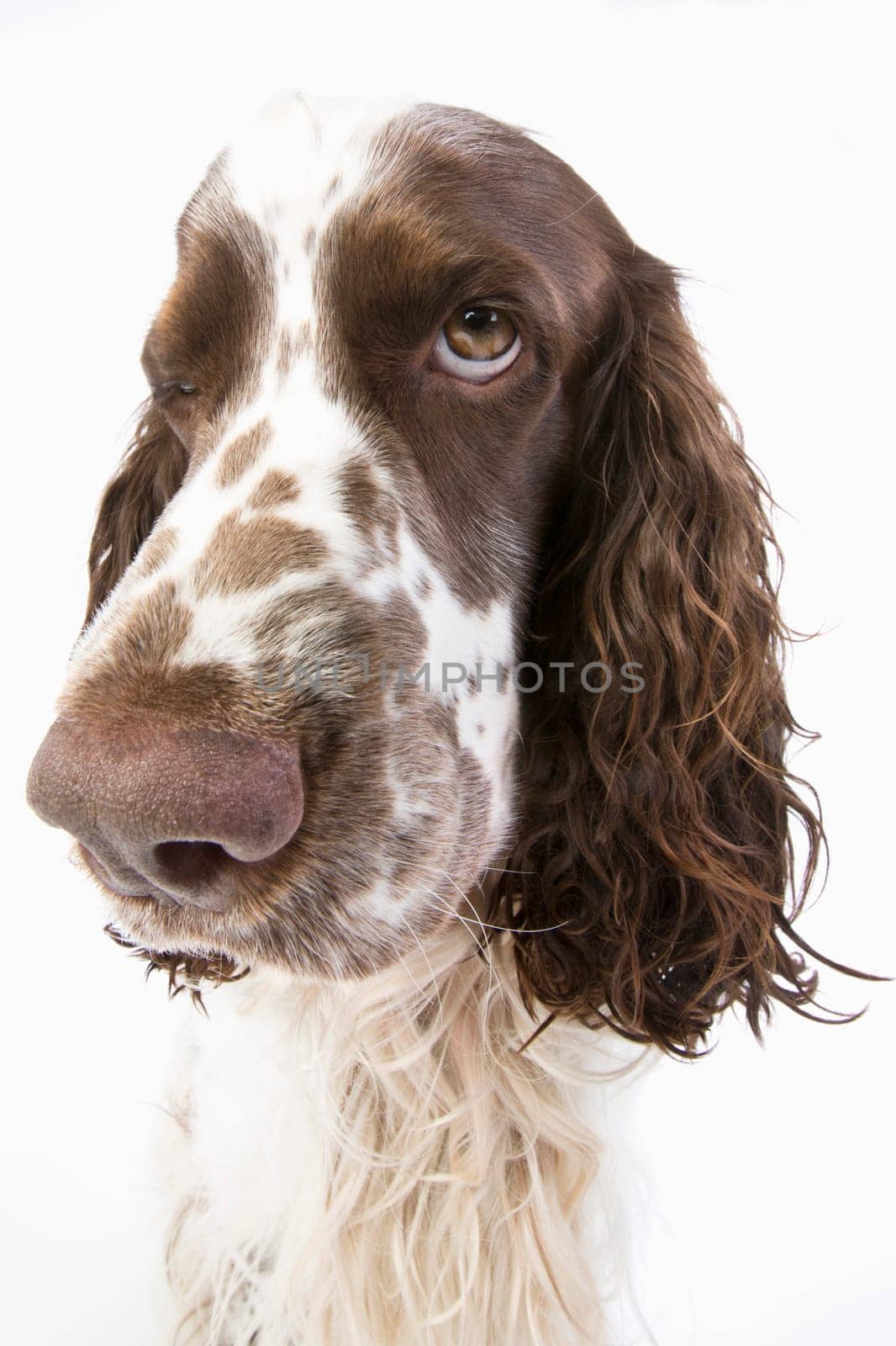 English Springer Spaniel