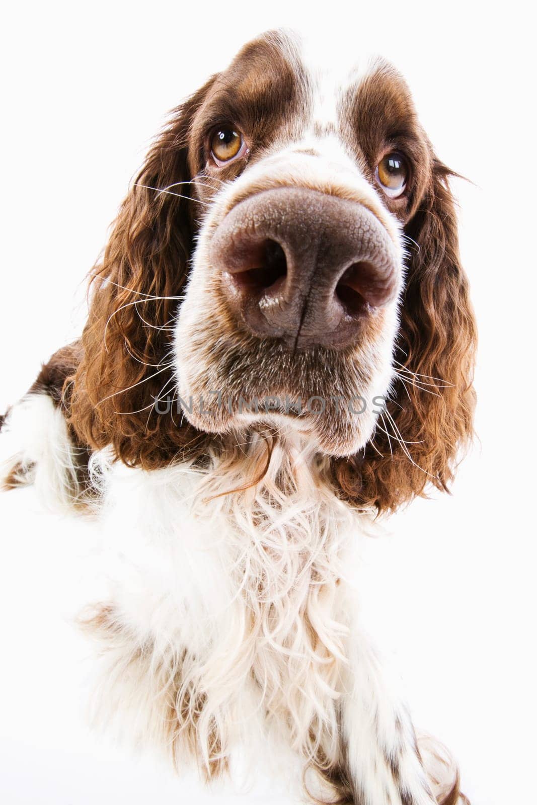 English Springer Spaniel