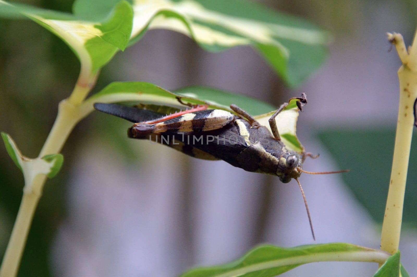 Black and yellow grasshopper