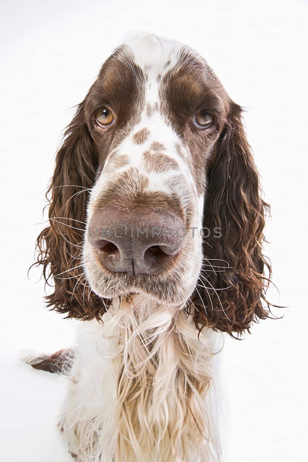 English Springer Spaniel