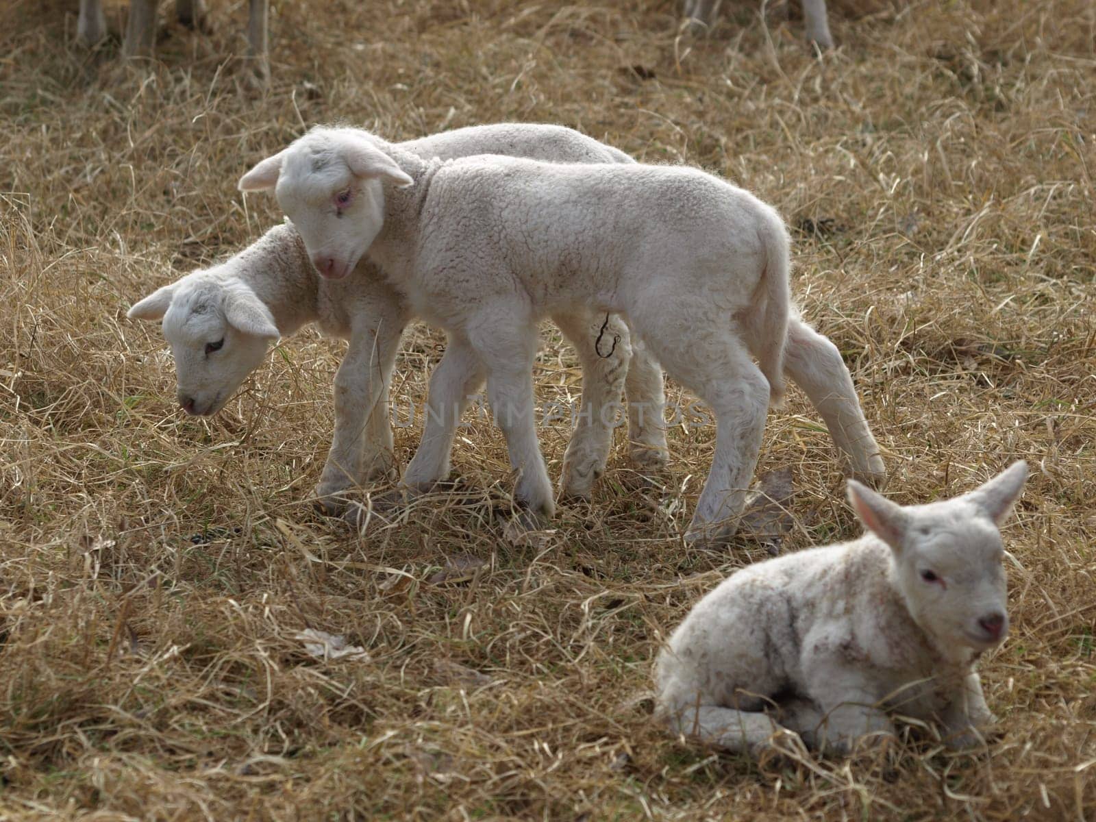 Lambs