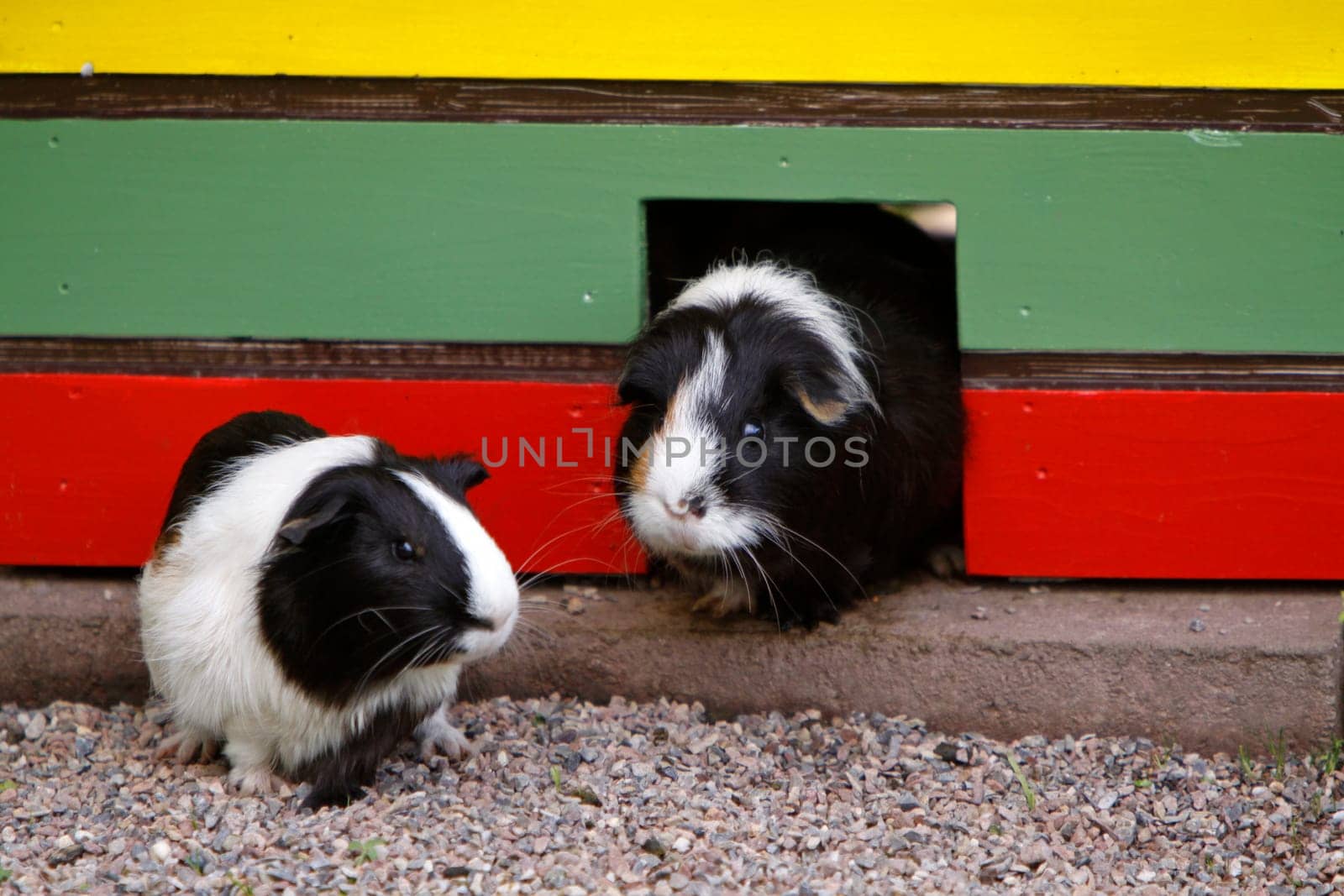 Guinea pig