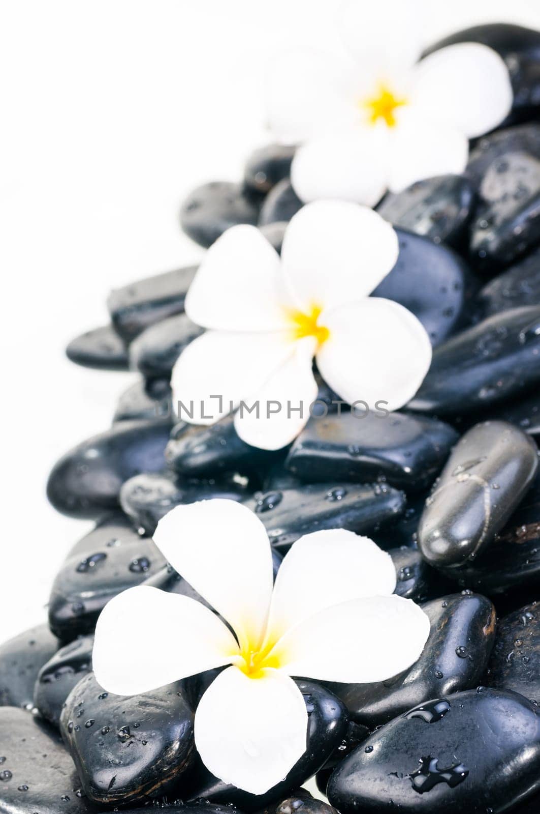 White Plumeria flower on black zen stones with water drops