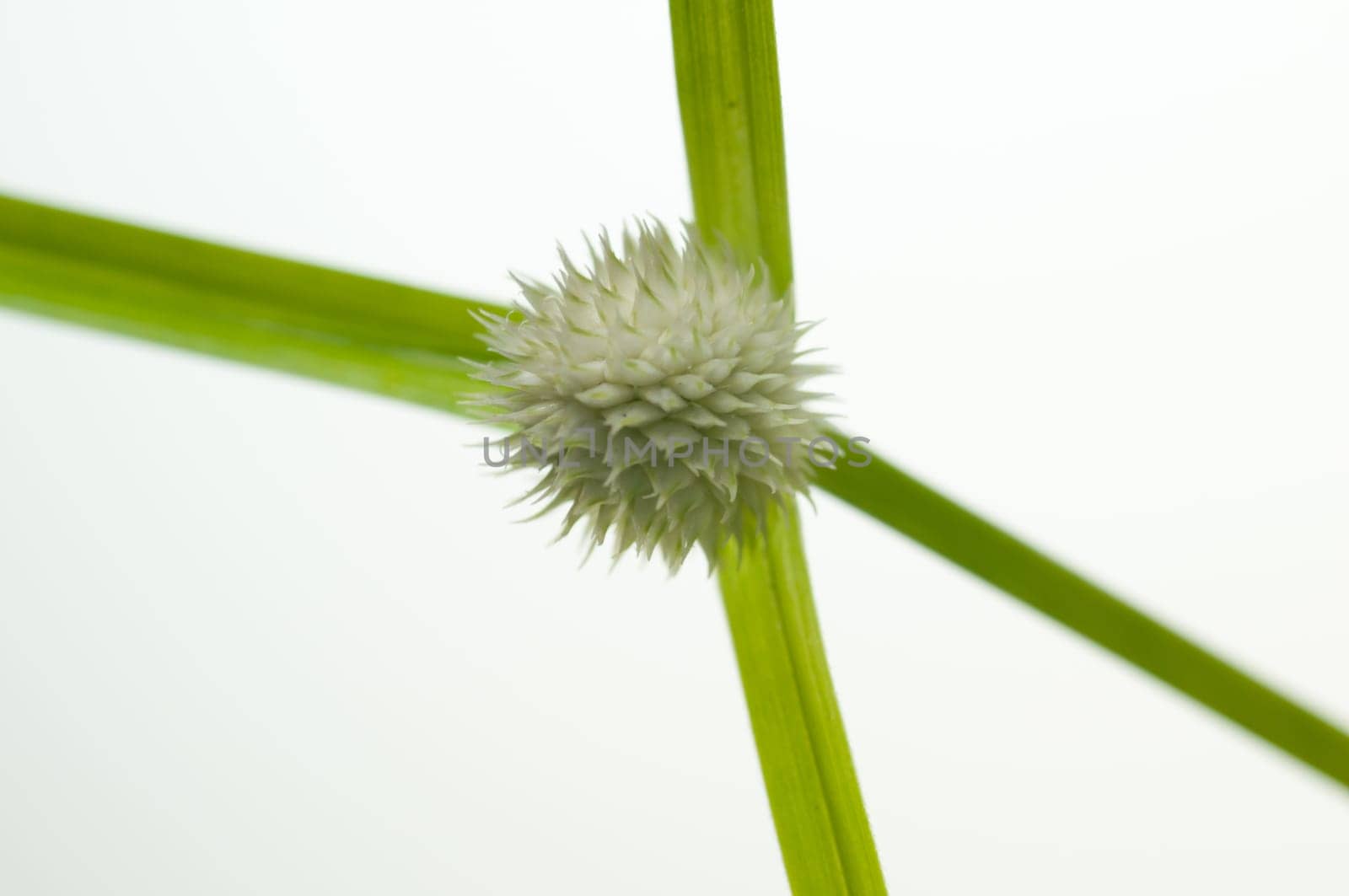 Wild grass flower close up
