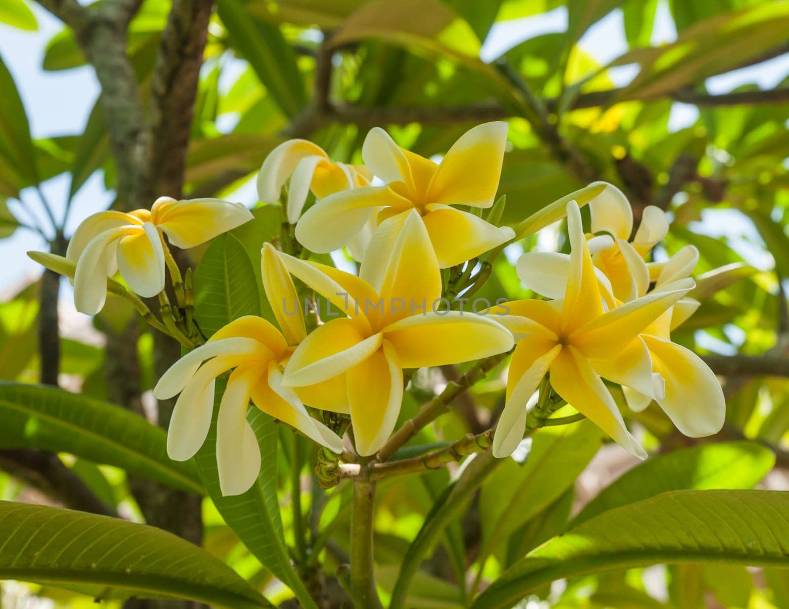 Yellow white frangipani blooming on the tree
