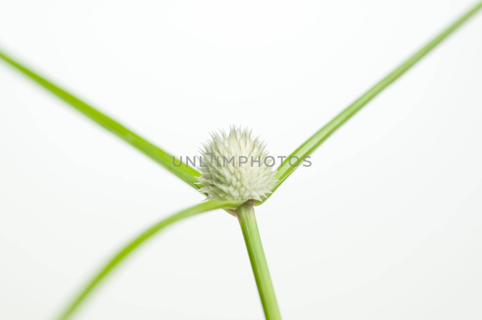 Wild grass flower close up