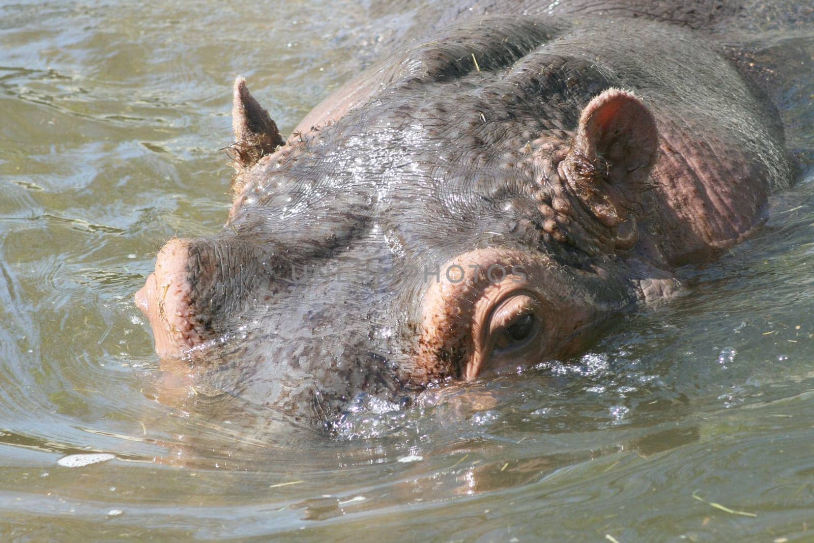Portrait shot of a hippo in the water