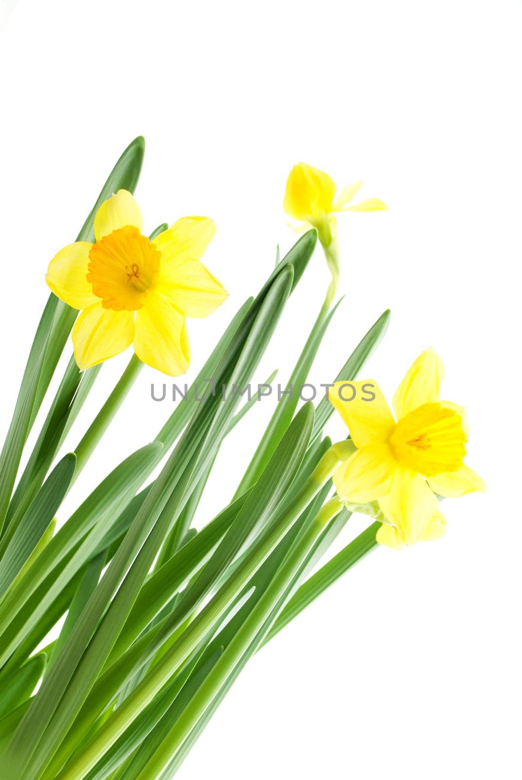 a bouquet of yellow daffodils, symbolizing spring and summer