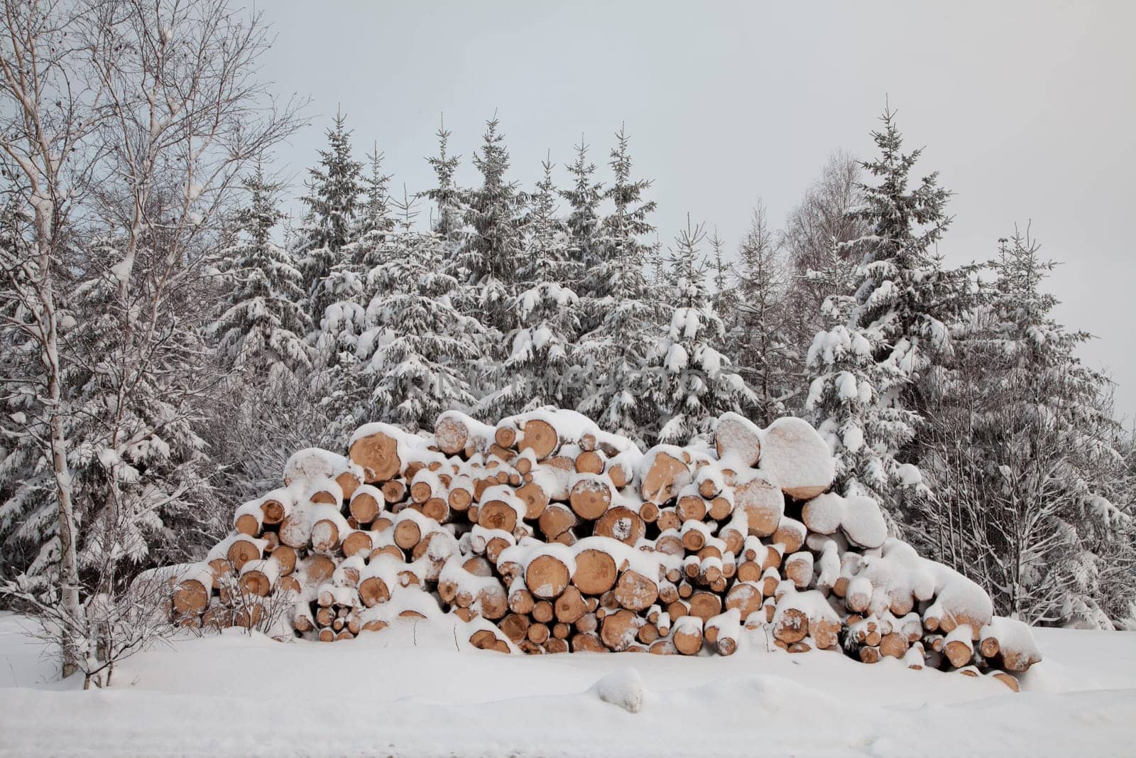 Long wood in winter snow
