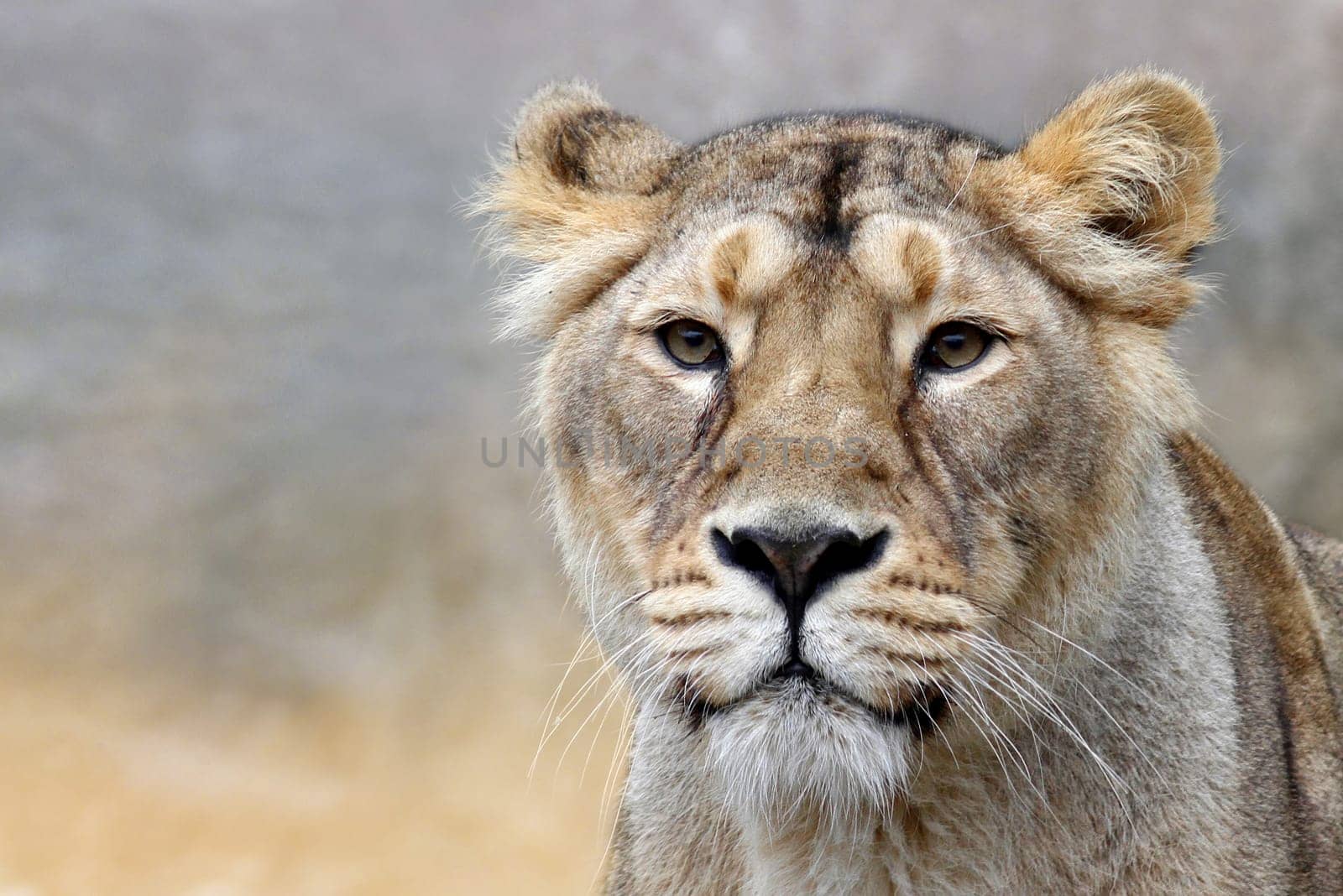 THE LIONESS - Panthera leo