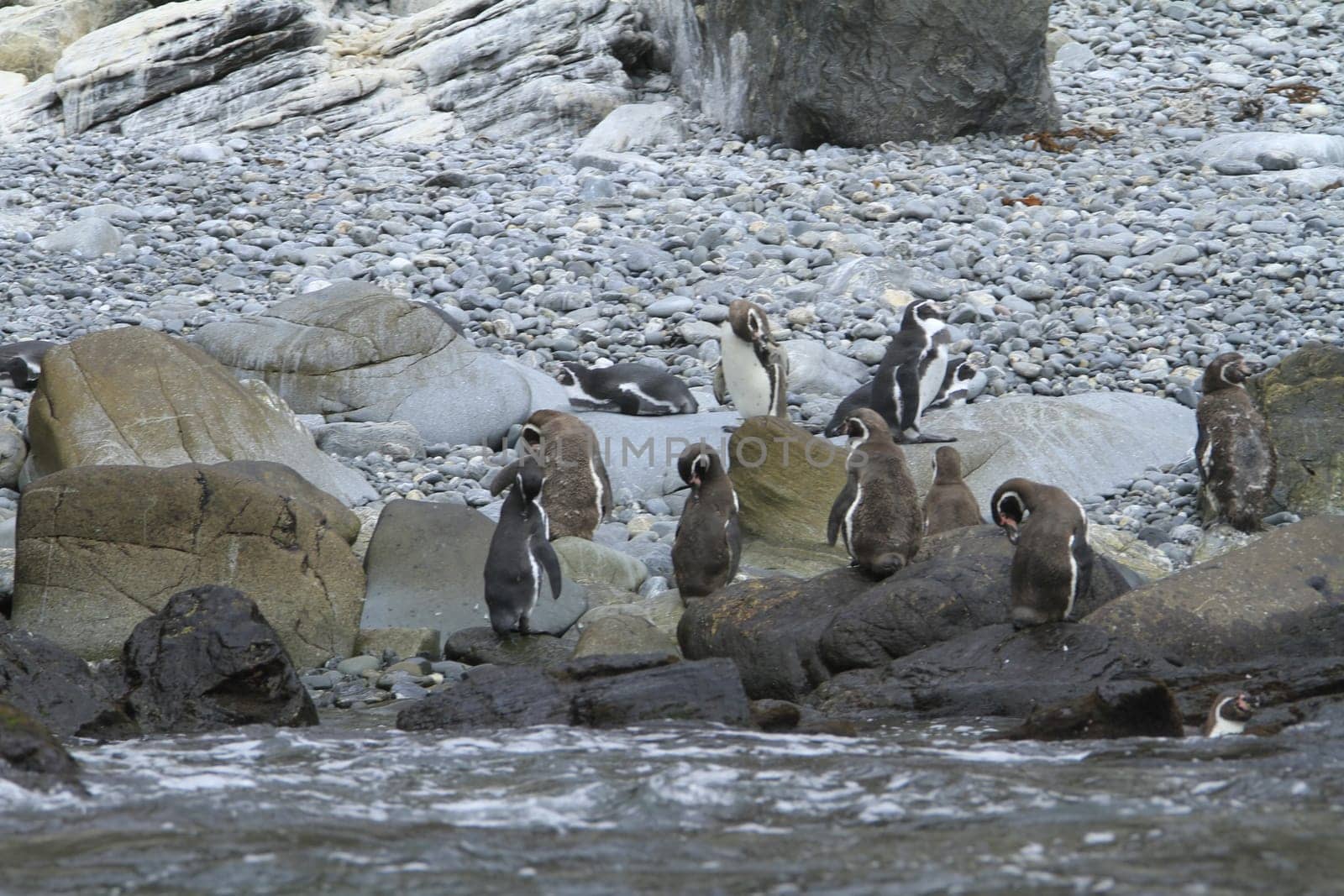 Isla Damas near La Serena Chile