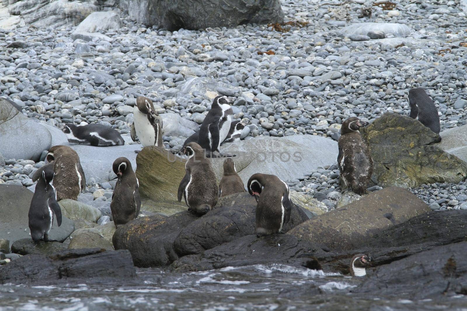 Isla Damas near La Serena Chile