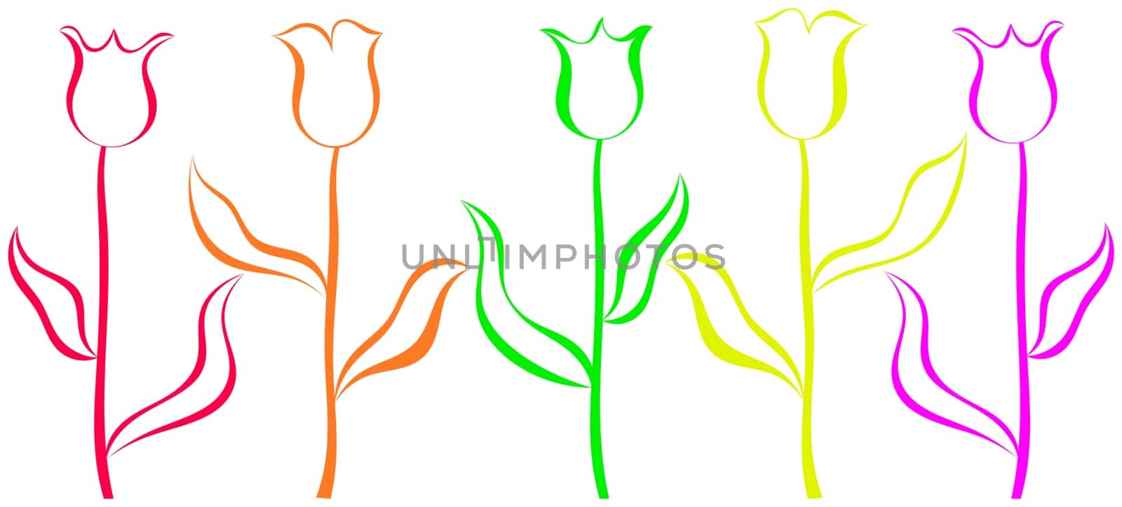 Tulips graphic colors - on white background