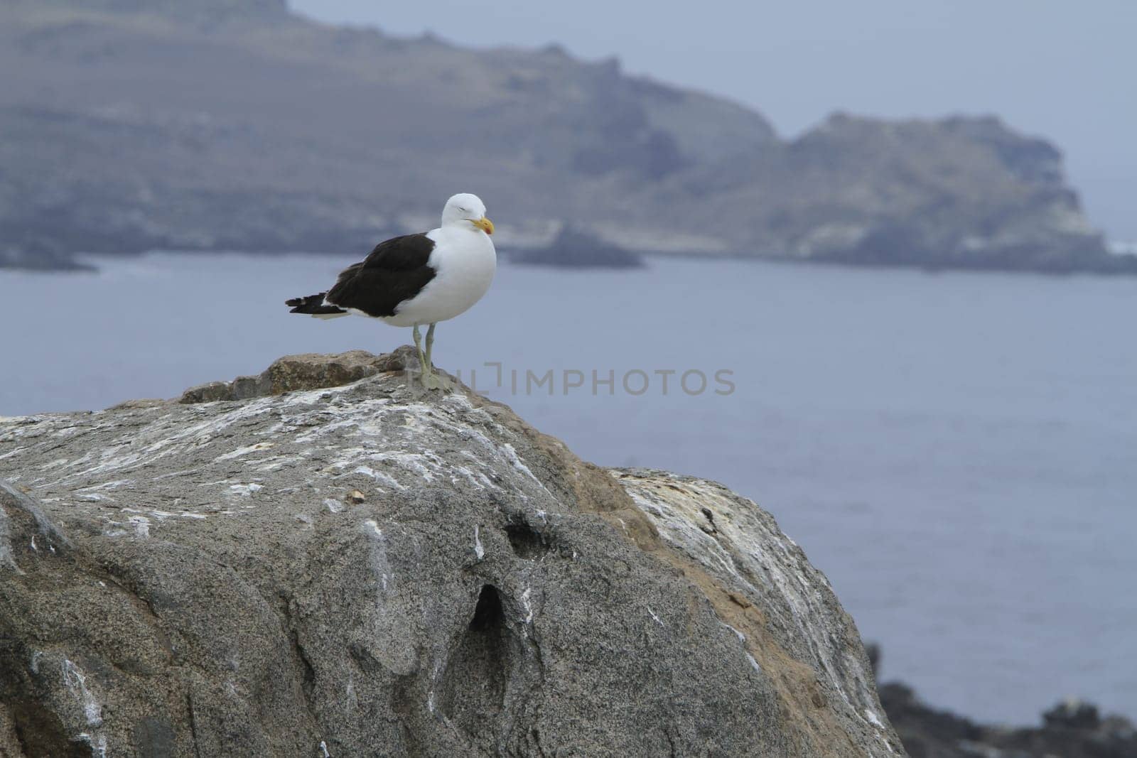 Isla Damas near La Serena Chile