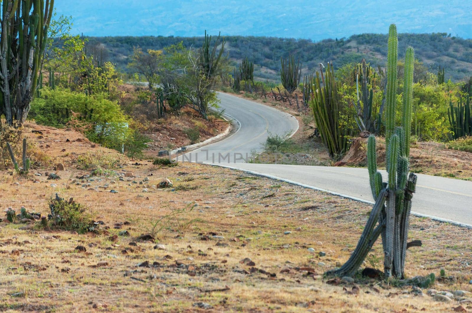 View of winding road and cactus in Colombian desert