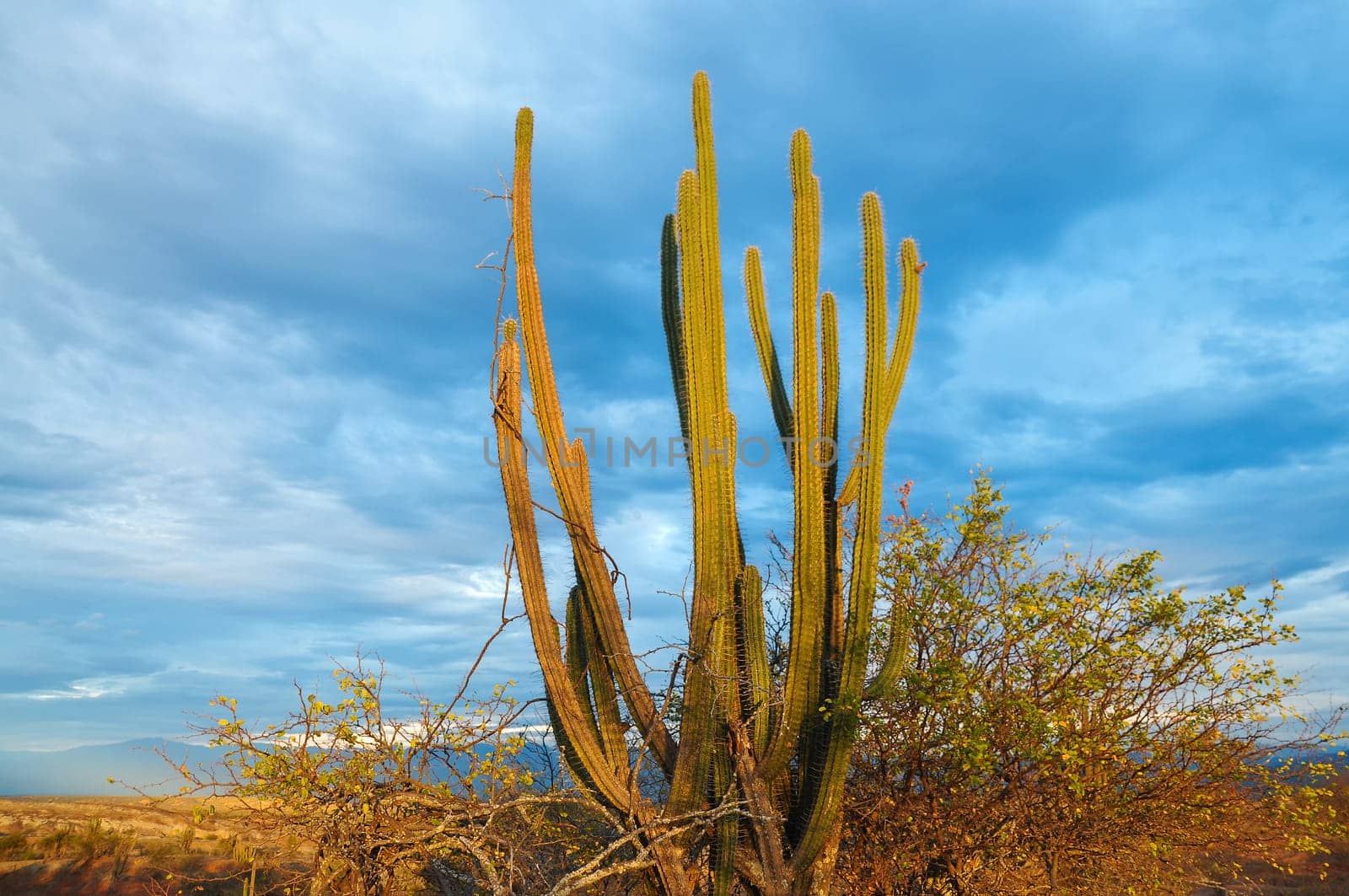 A large cactus bathed in the light of the early morning