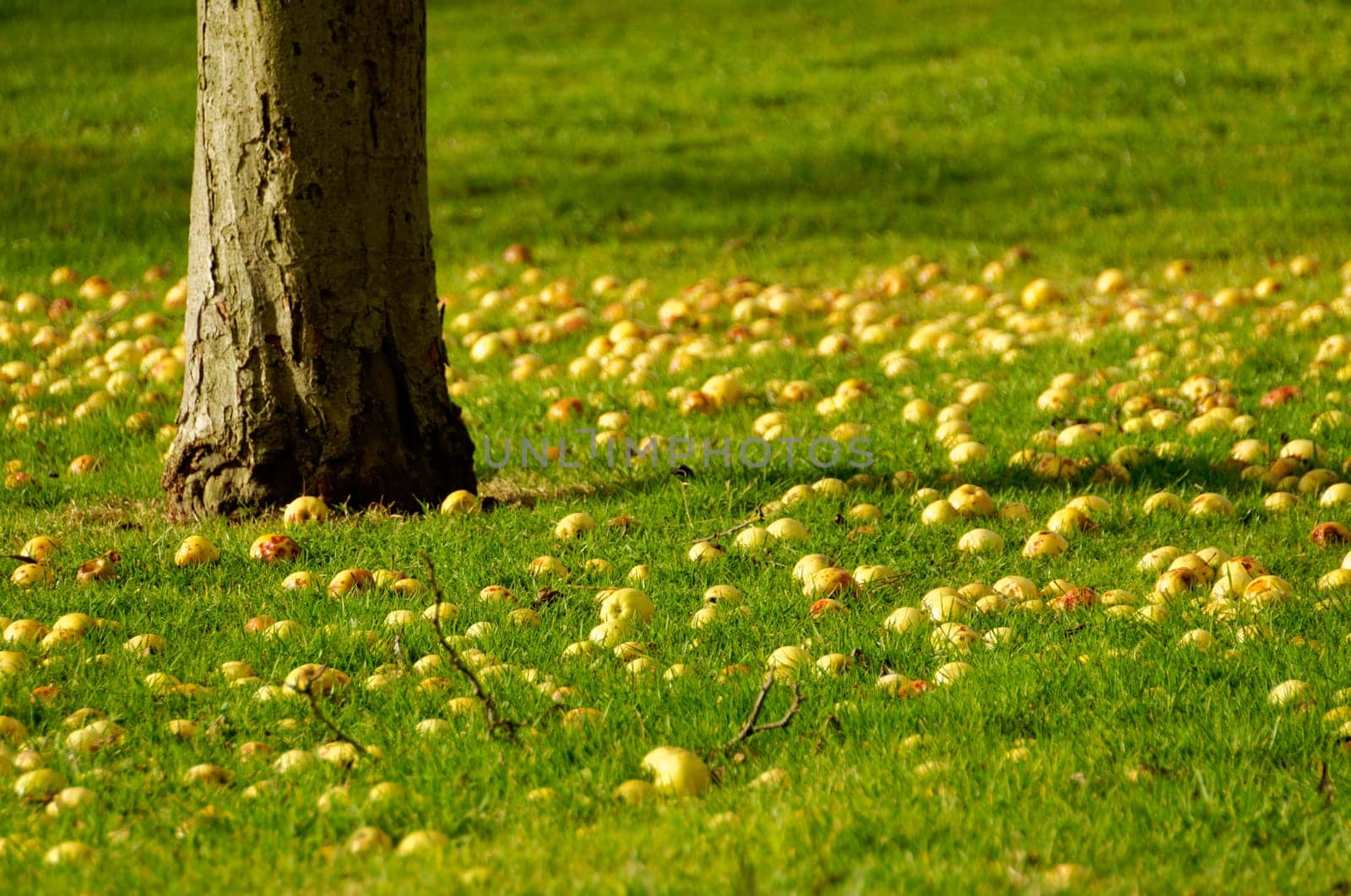 Yellow apples on an orchard ground