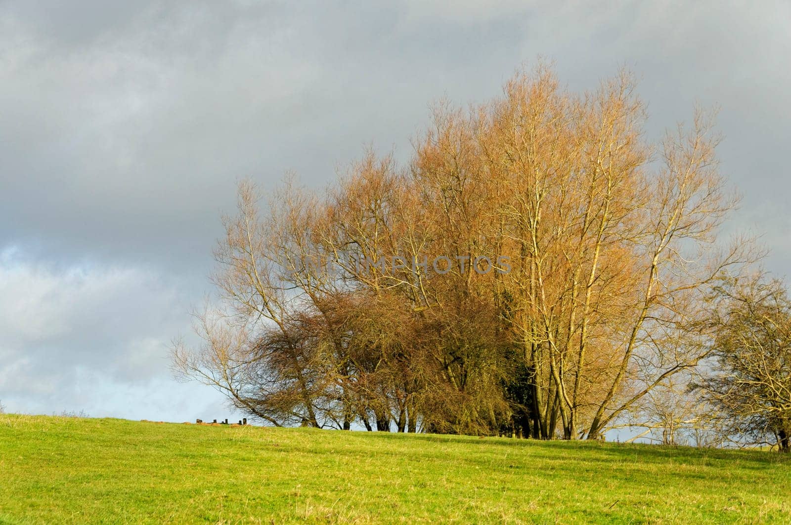 Rural landscape by a sunny winter day