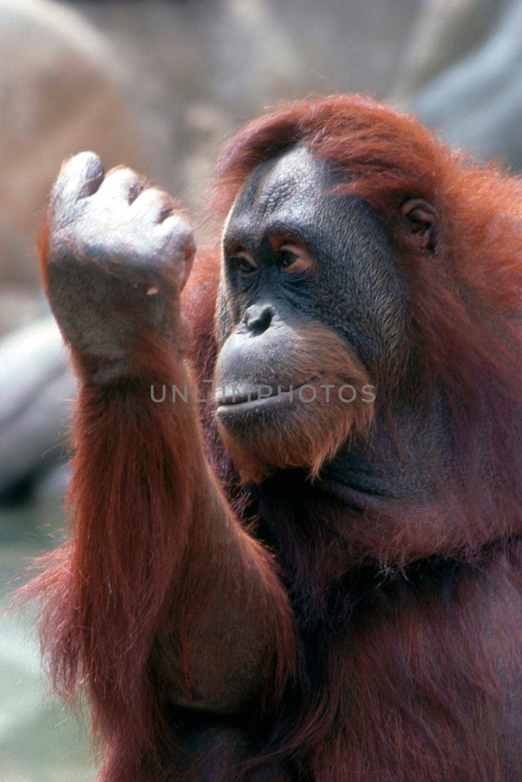 Orangutan