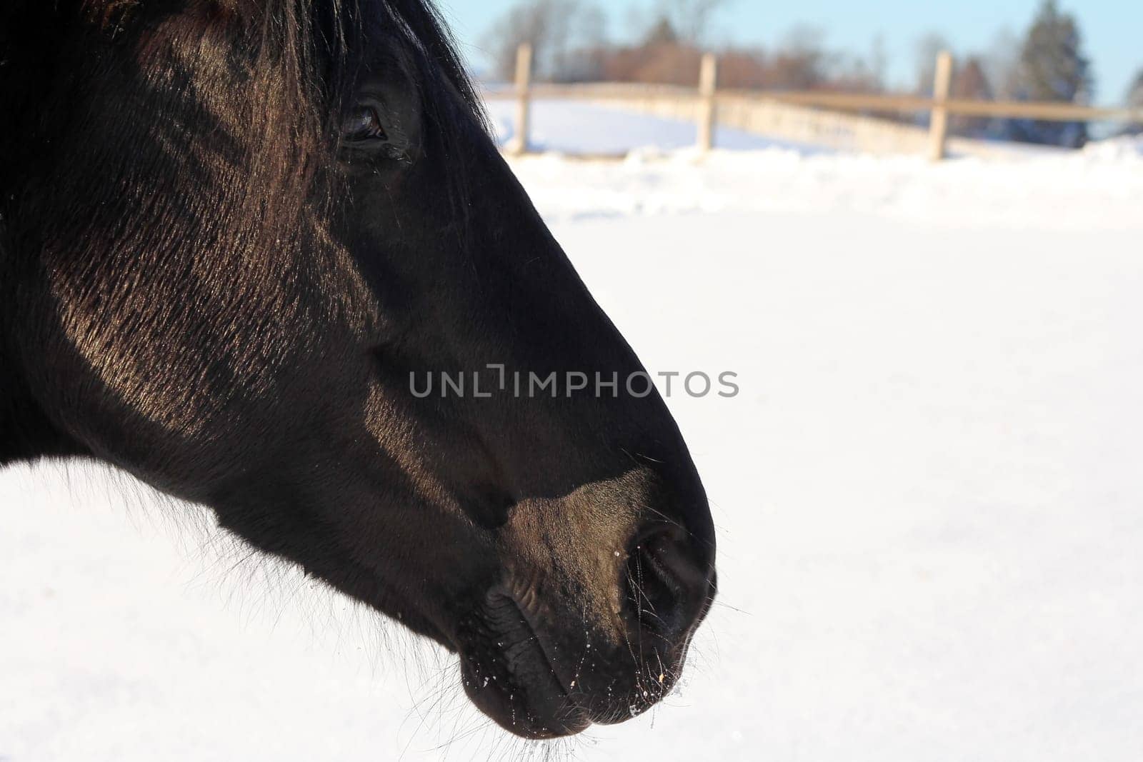 Horse on the winter pasture