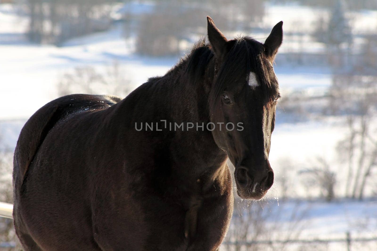 Horses also like to be outside in winter