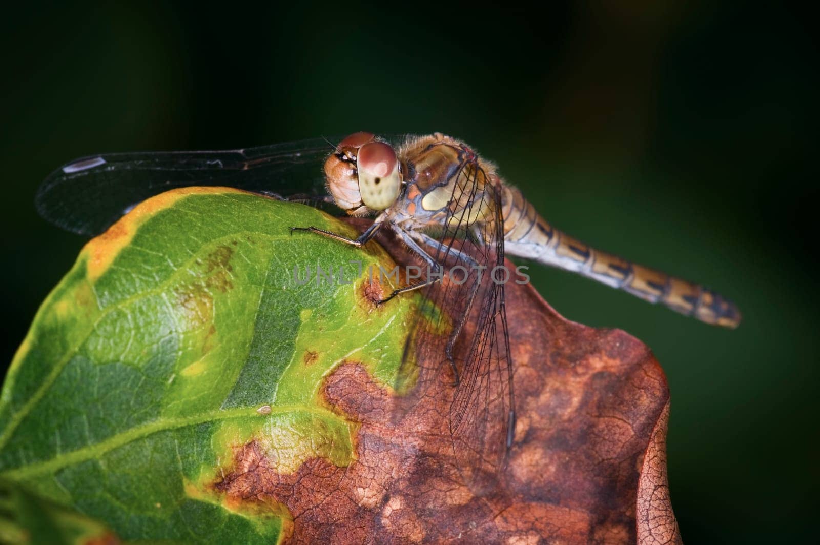 Full body close-up of eggs spotted heather dragonfly sitting on a leaf