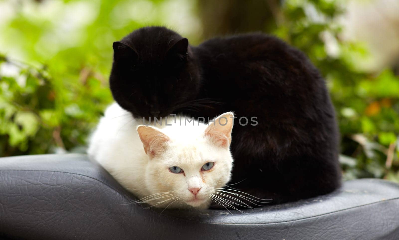 Photo of Beautiful black and white cats