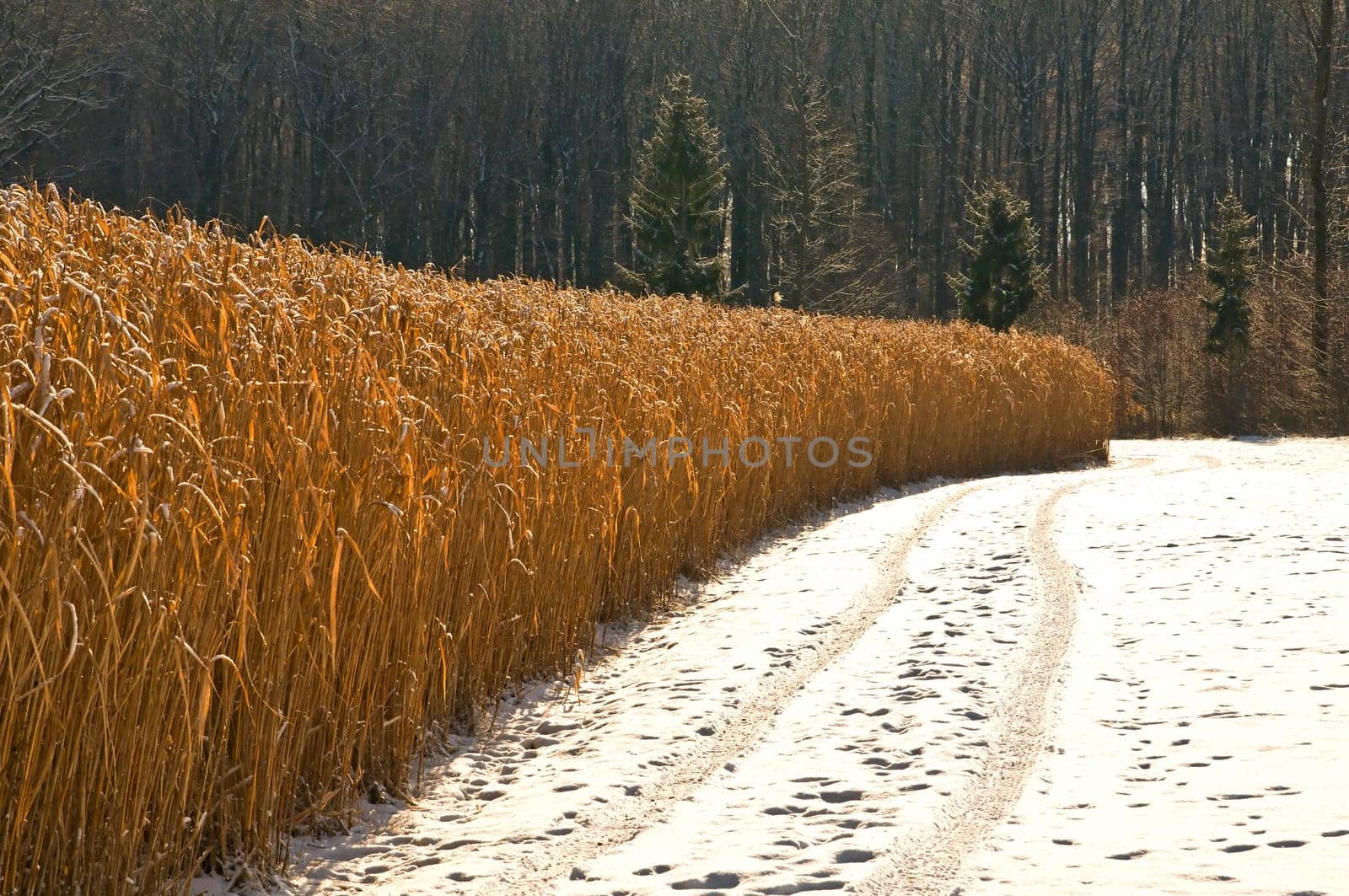 the renewable raw material Chinese reed