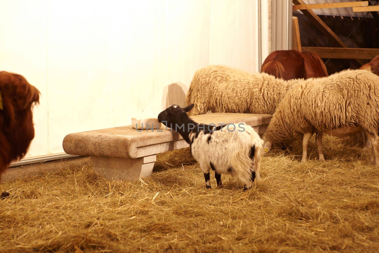Goat, sheep and pony in the stable farm