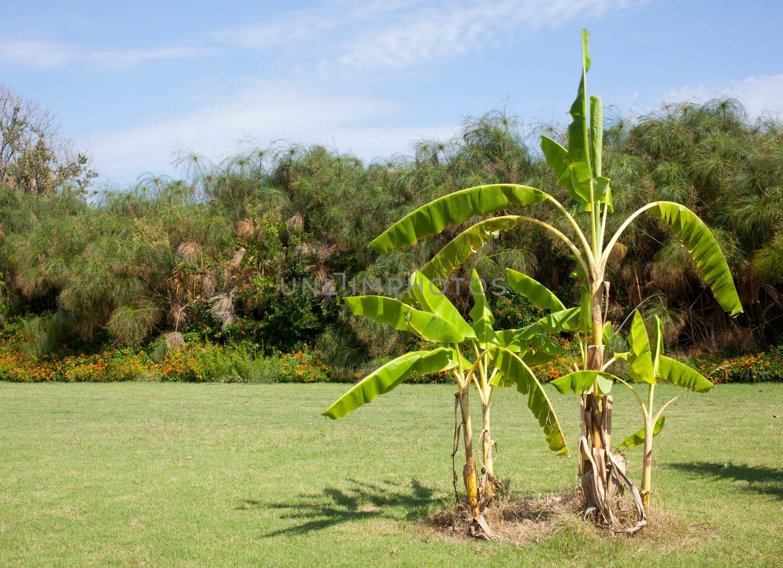 Garden with palm and other plant