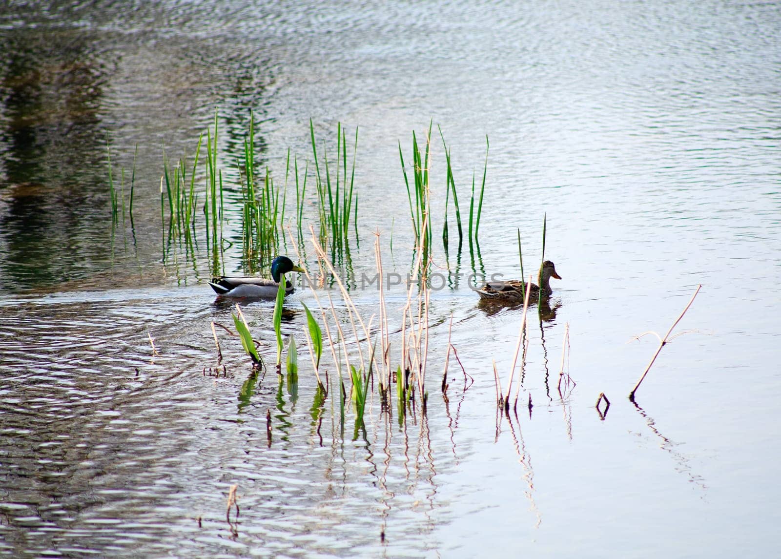 Ducks in the Timavo river, San Giovanni di Duino - Italy