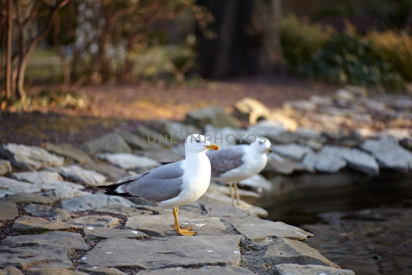 Seagulls next to the pond, Trieste park