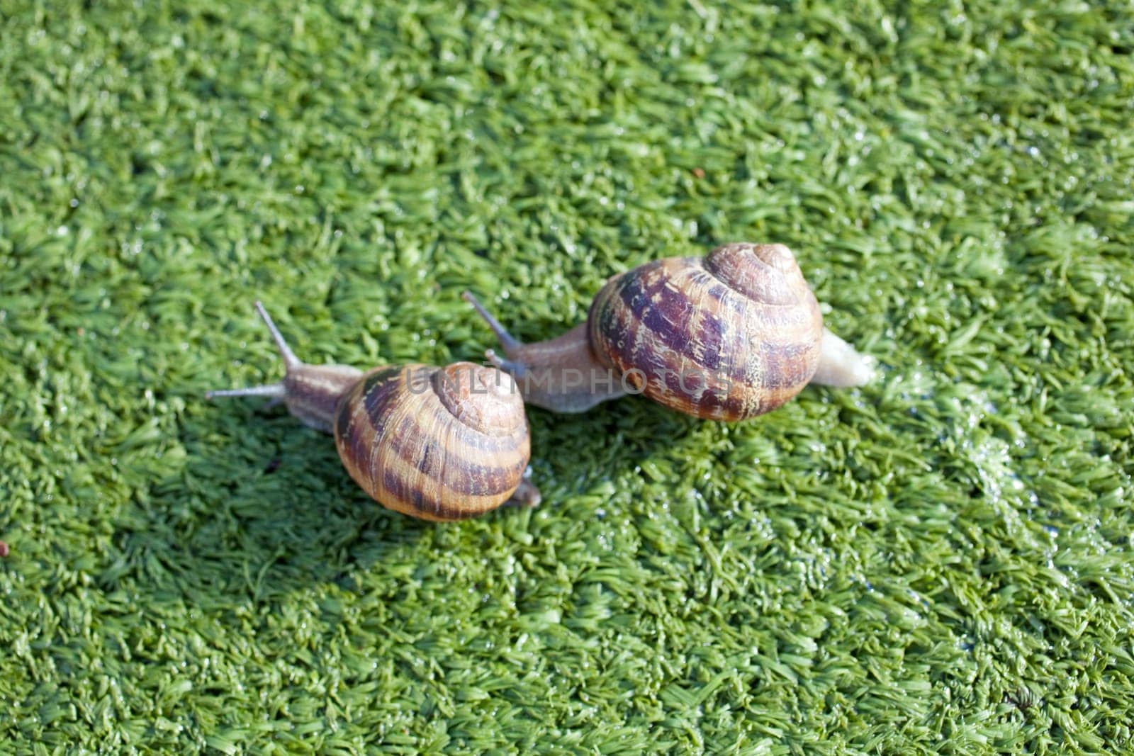 Snails on artificial grass