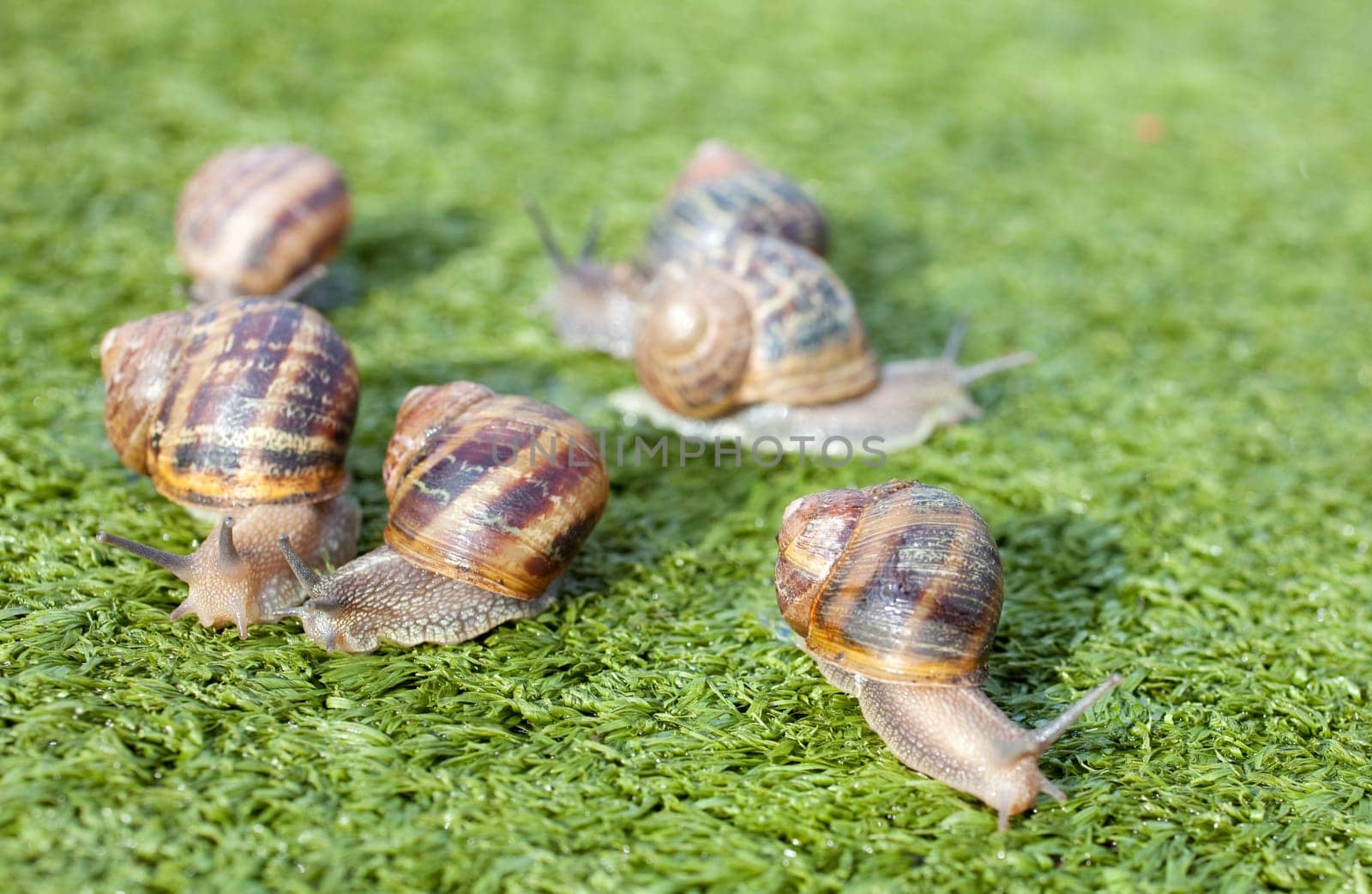 Snails on artificial grass